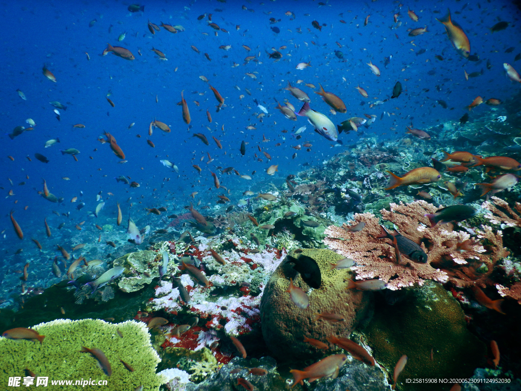 鱼群海底鱼群图片
