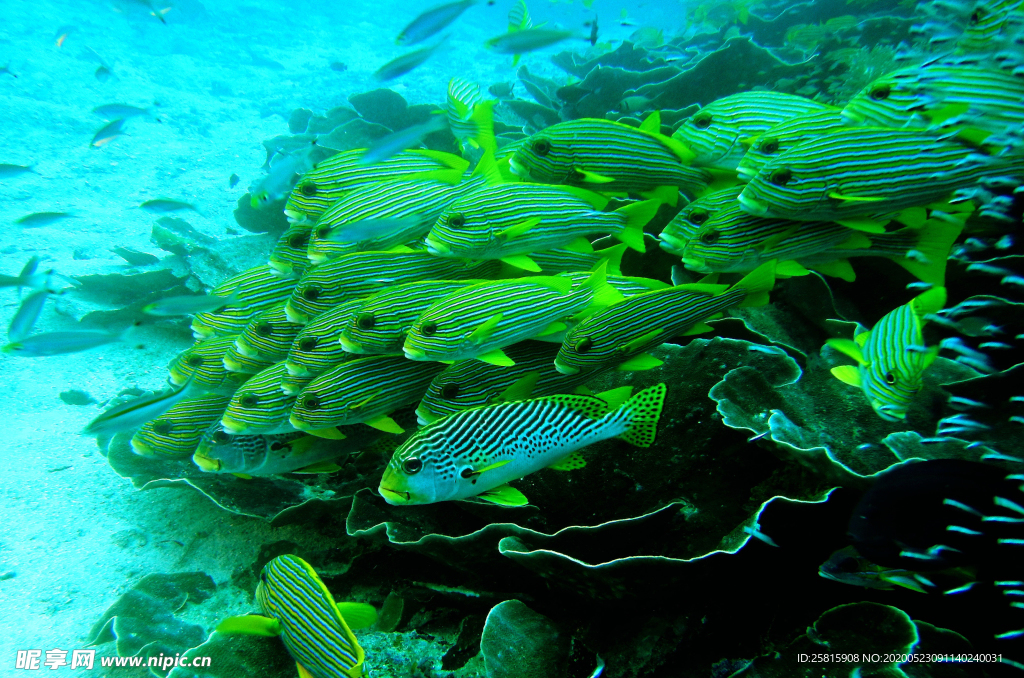 鱼群海底鱼群图片