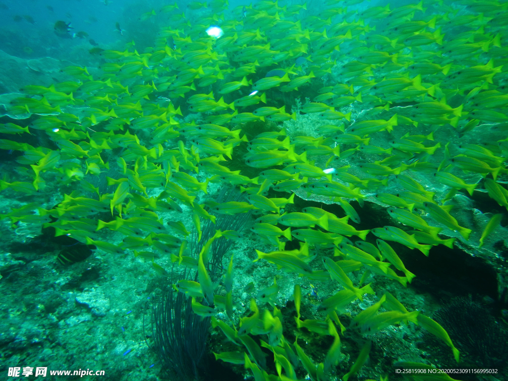 鱼群海底鱼群图片