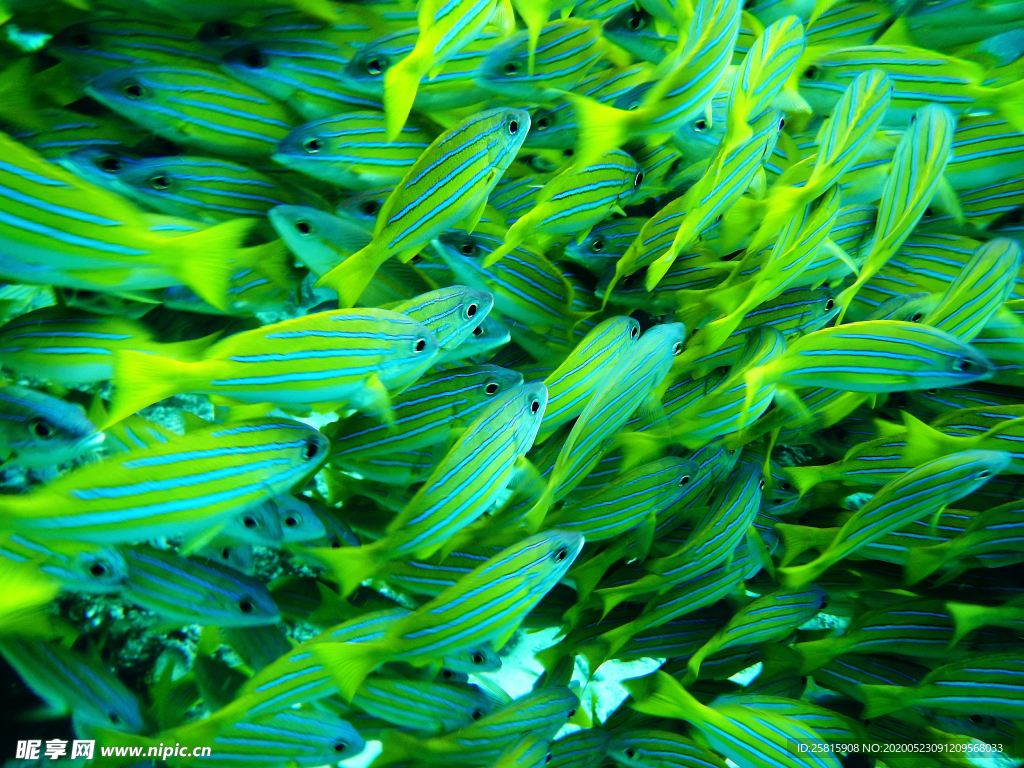 鱼群海底鱼群图片