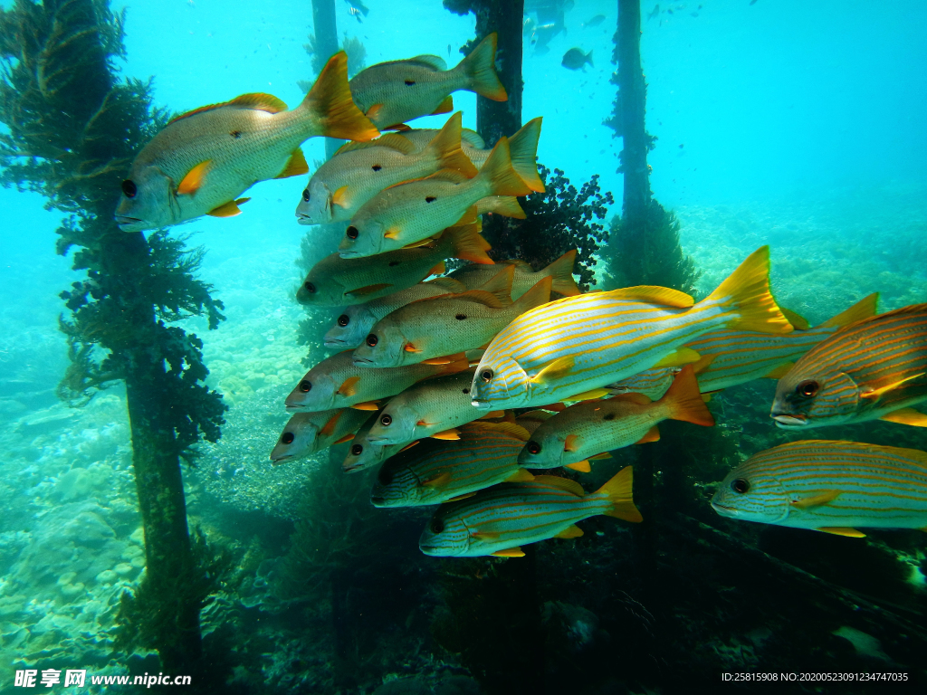 鱼群海底鱼群图片