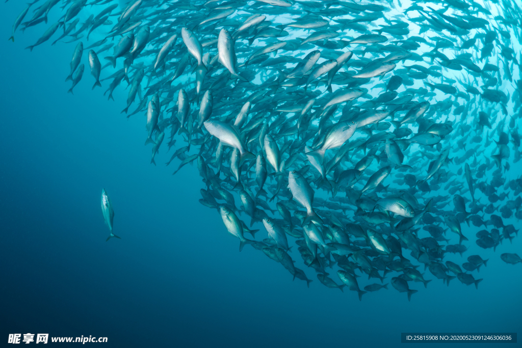 鱼群海底鱼群图片