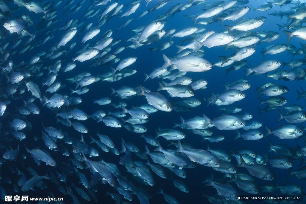 鱼群海底鱼群图片