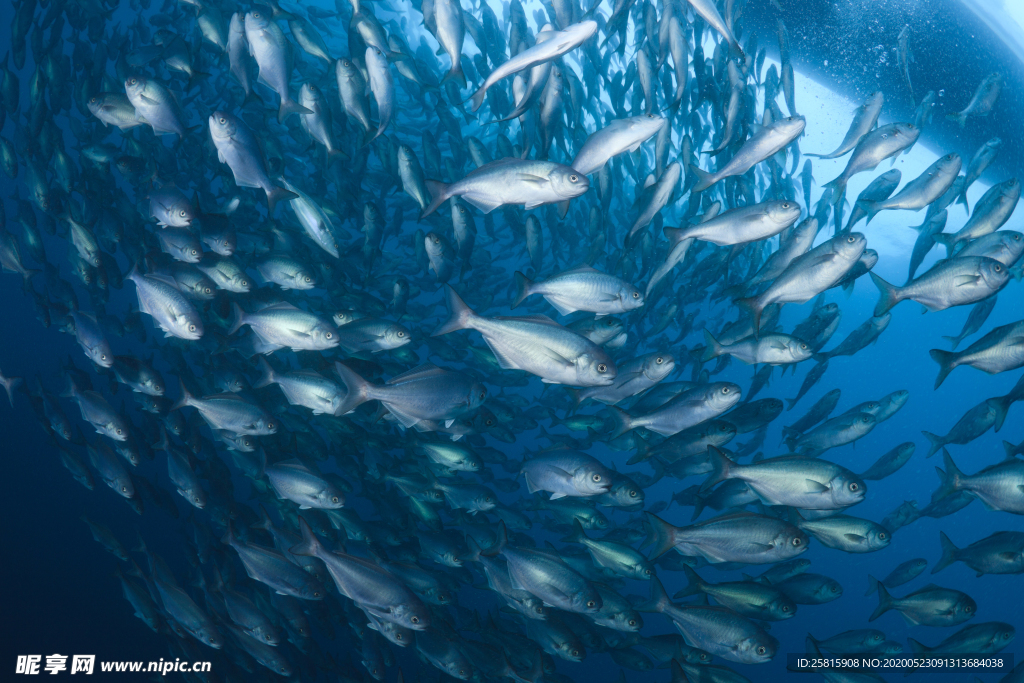 鱼群海底鱼群图片