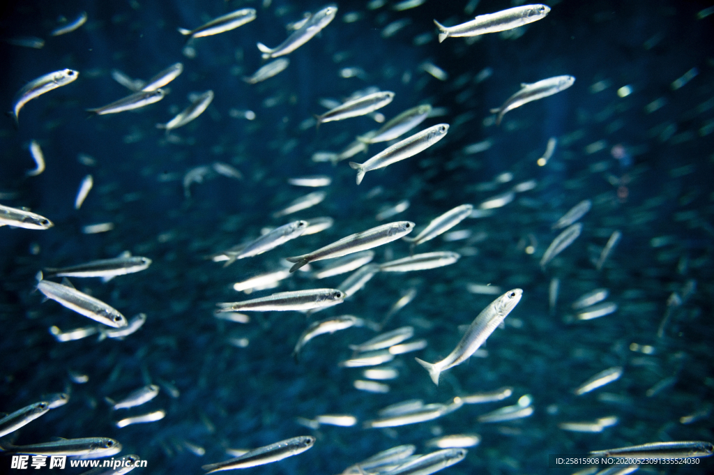 鱼群海底鱼群图片