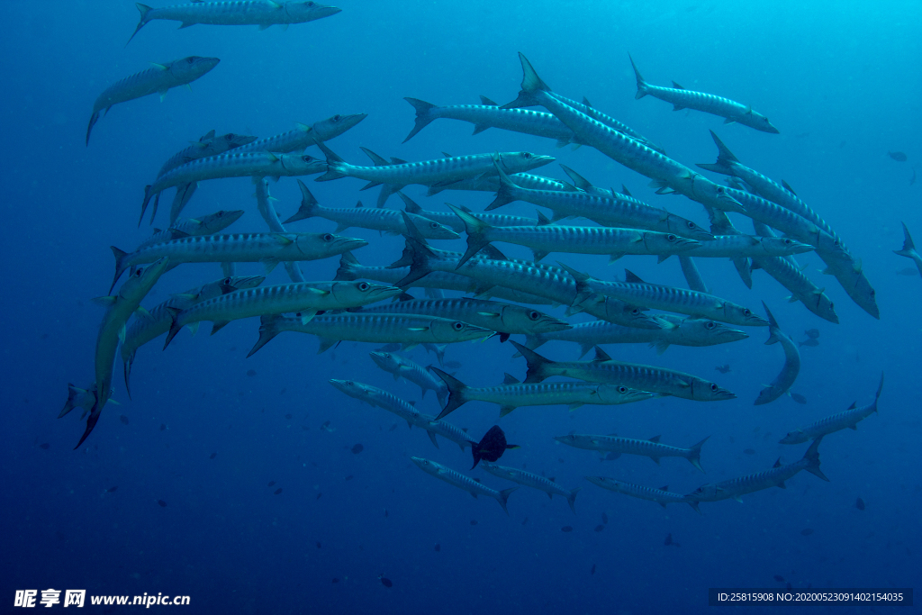 鱼群海底鱼群图片