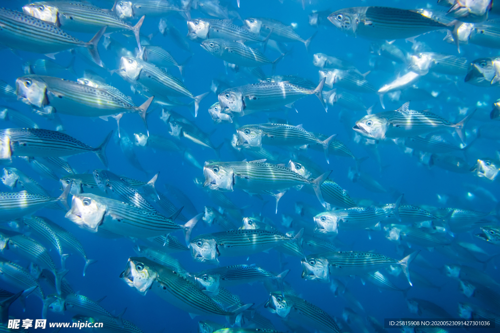 鱼群海底鱼群图片