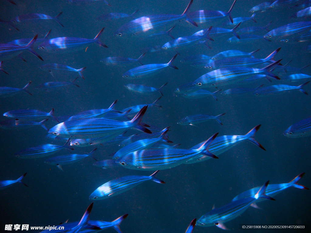 鱼群海底鱼群图片