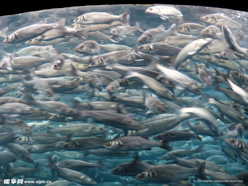 鱼群海底鱼群图片