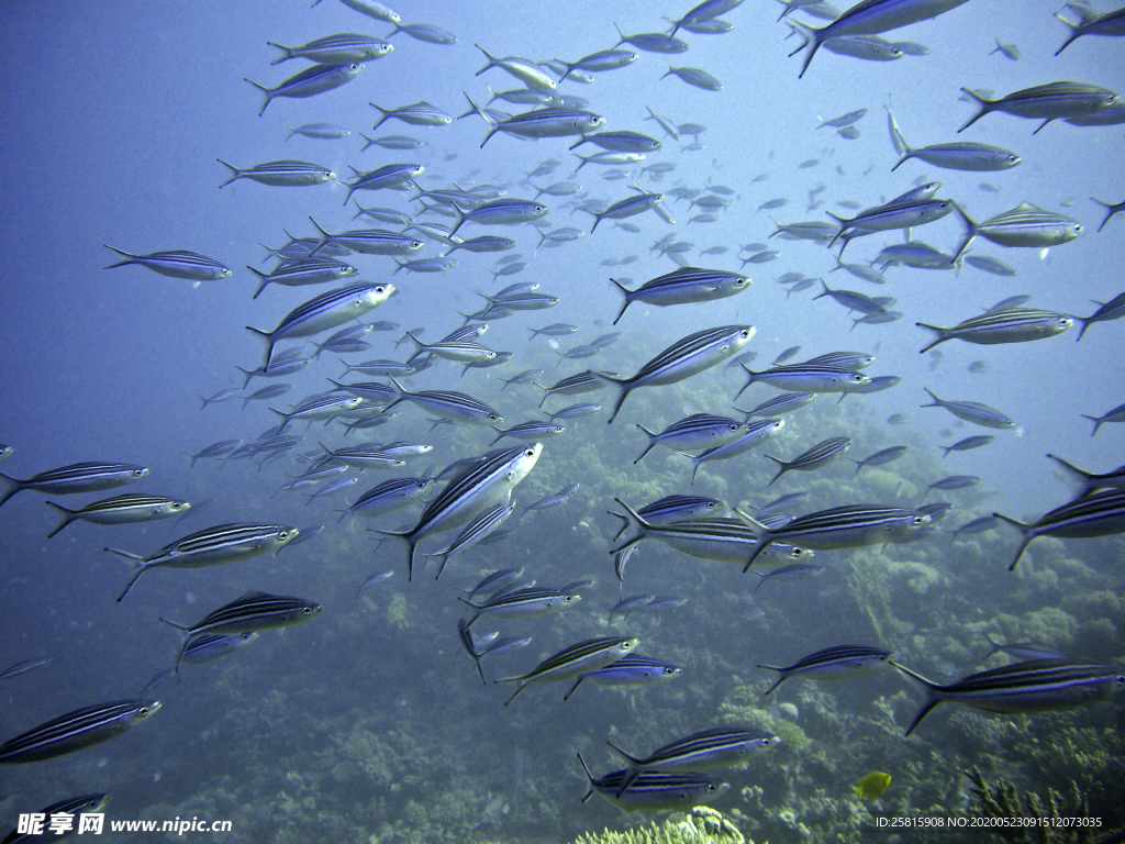 鱼群海底鱼群图片