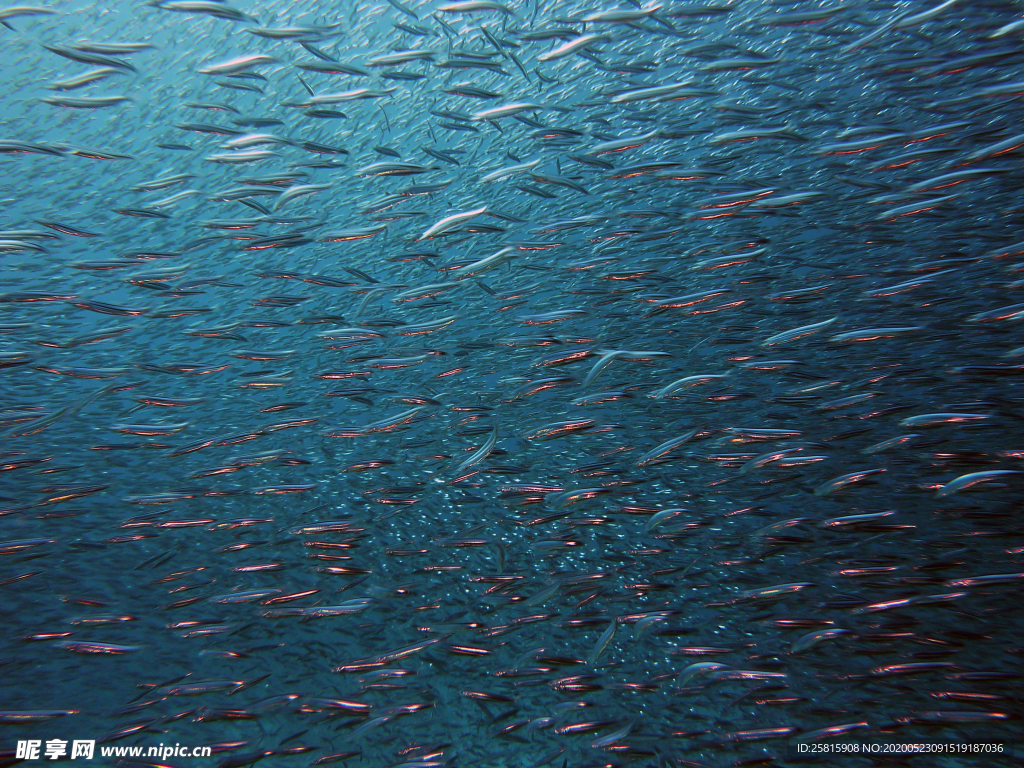 鱼群海底鱼群图片