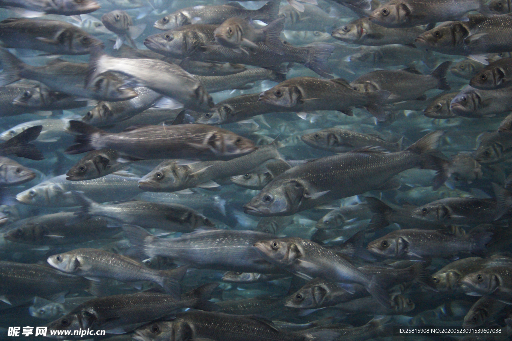 鱼群海底鱼群图片