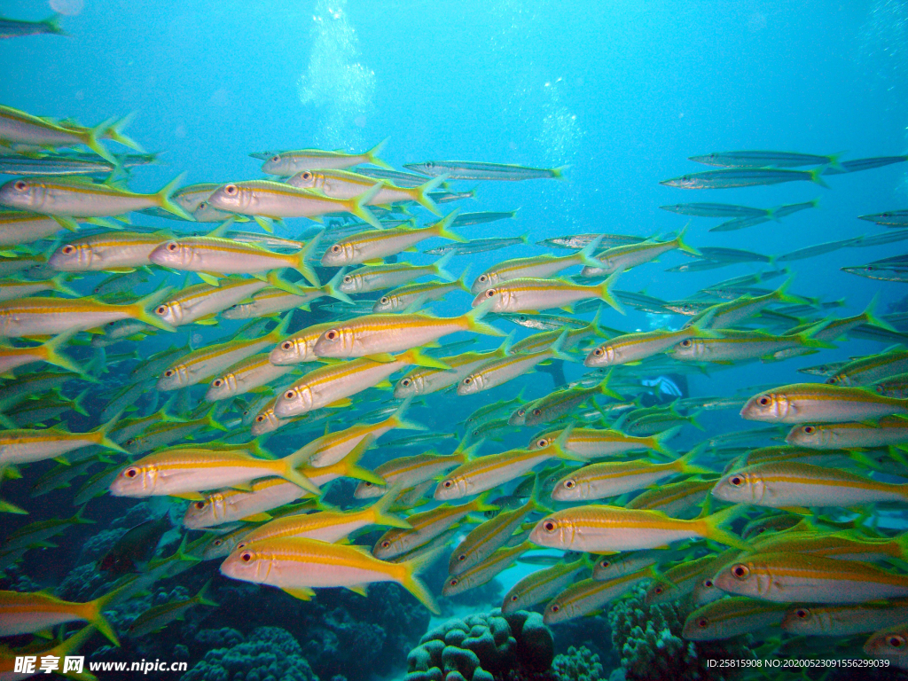 鱼群海底鱼群图片