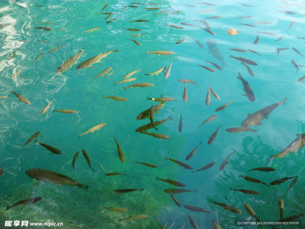 鱼群海底鱼群图片