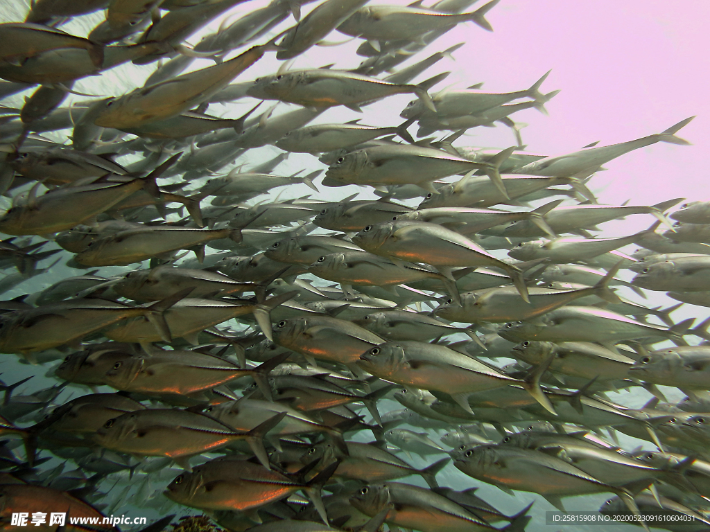 鱼群海底鱼群图片