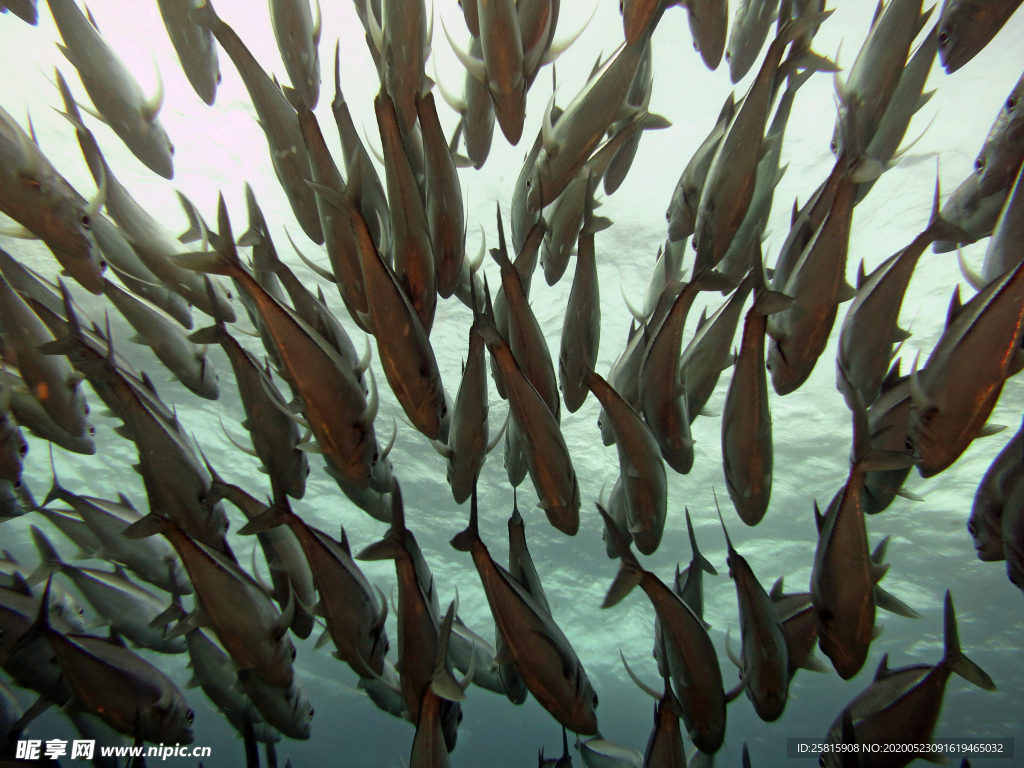鱼群海底鱼群图片