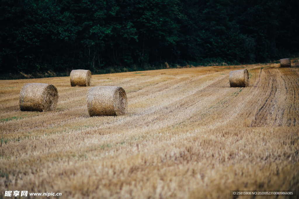 草垛麦草垛稻草垛图片