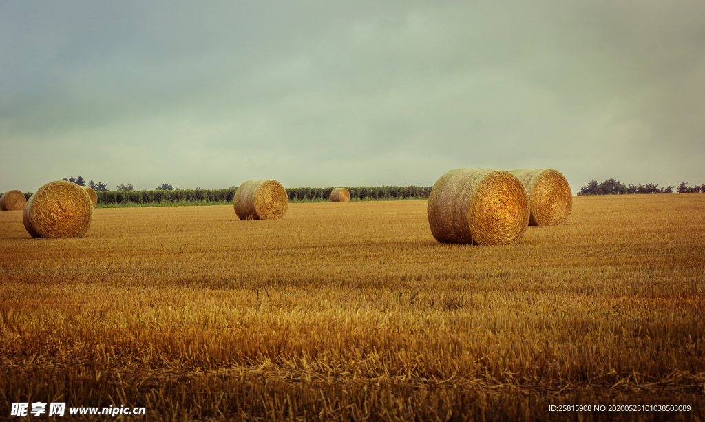 草垛麦草垛稻草垛图片