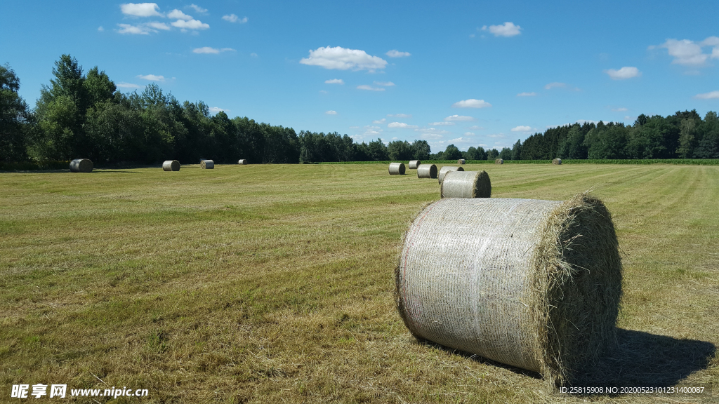 草垛麦草垛稻草垛图片