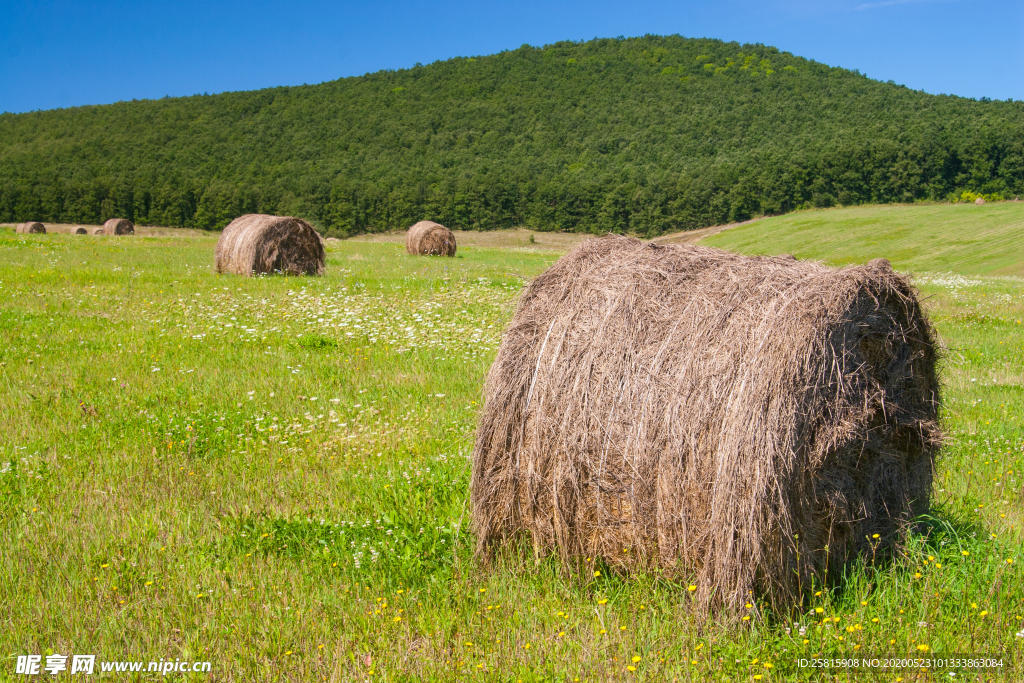 草垛麦草垛稻草垛图片