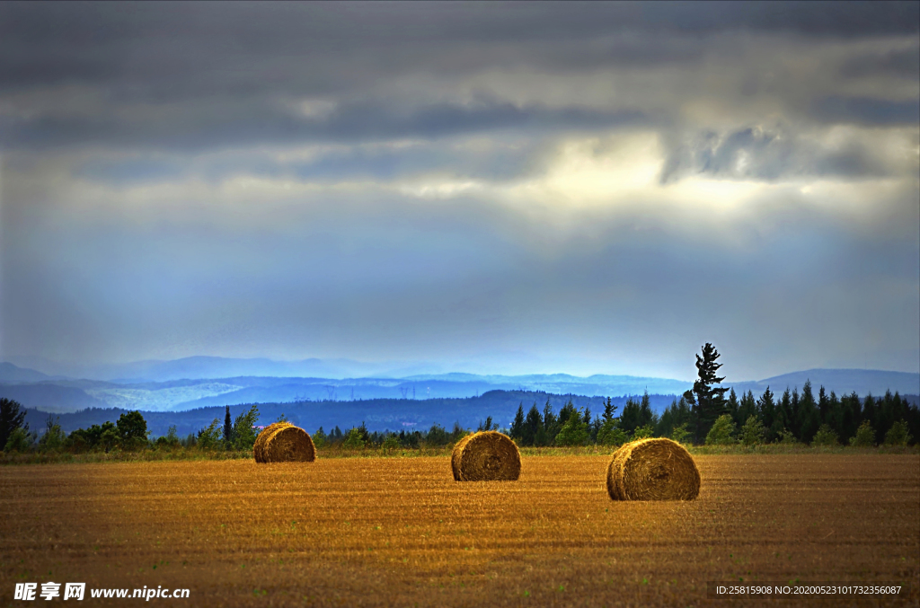 草垛麦草垛稻草垛图片