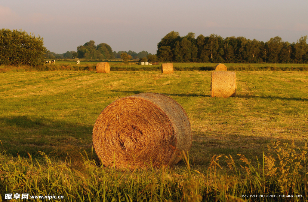 草垛麦草垛稻草垛图片