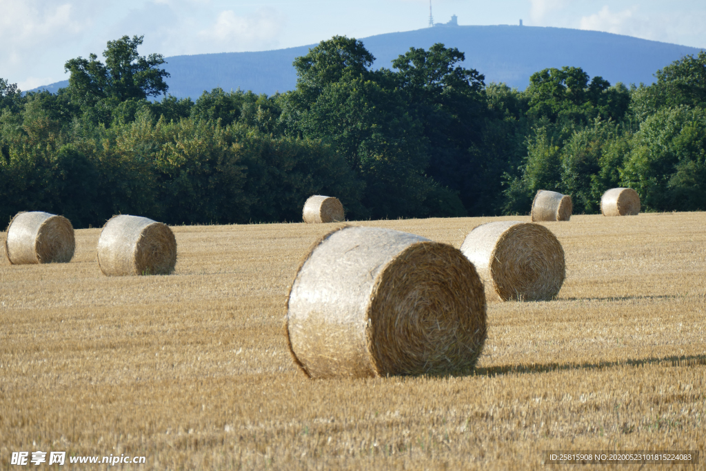 草垛麦草垛稻草垛图片