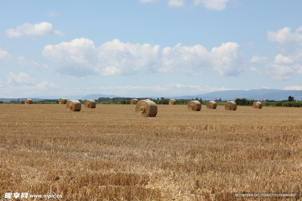 草垛麦草垛稻草垛图片