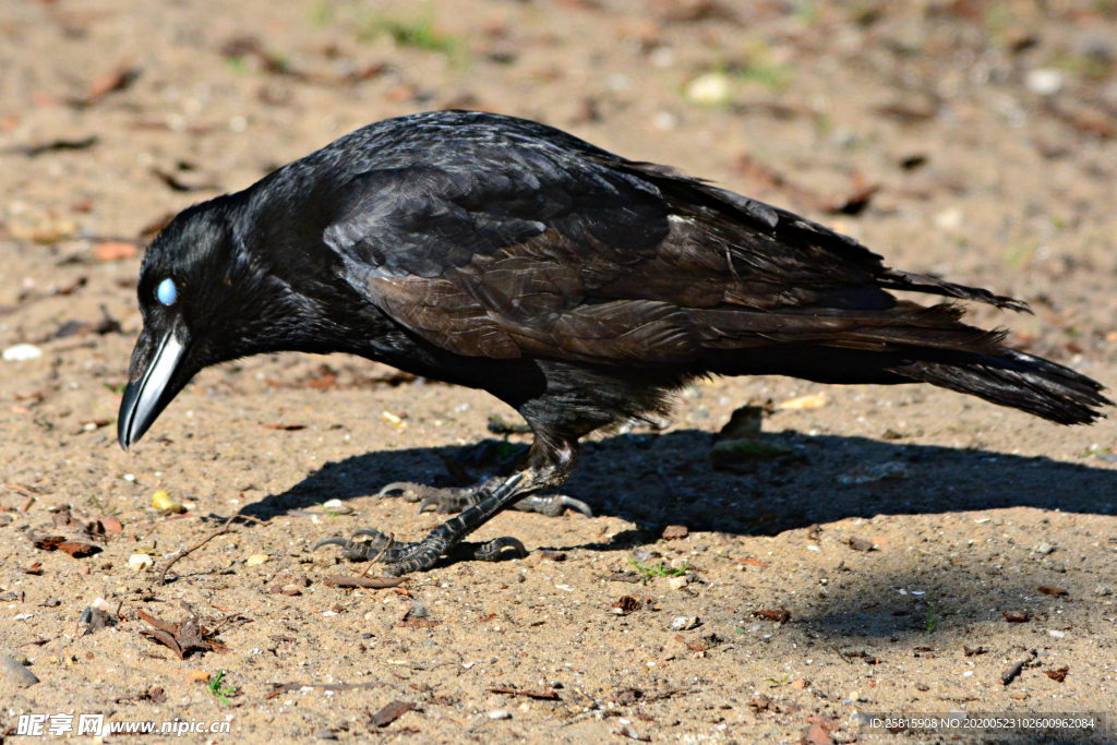 乌鸦空山鸟语图片