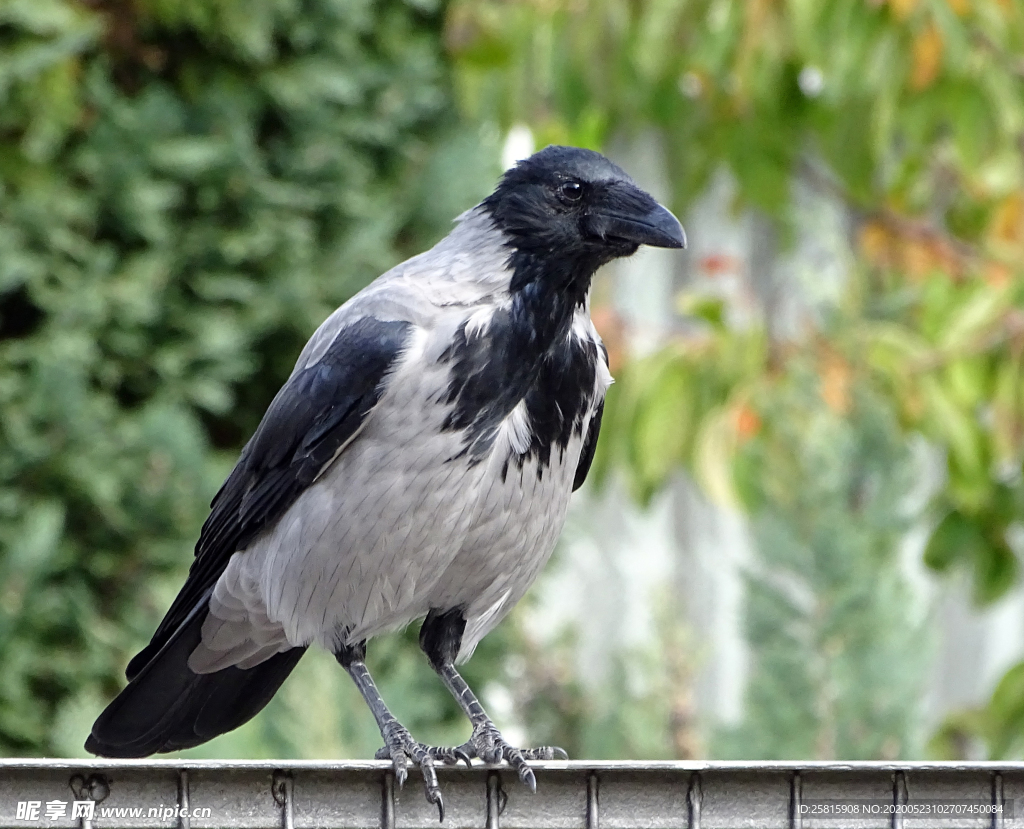 乌鸦空山鸟语图片