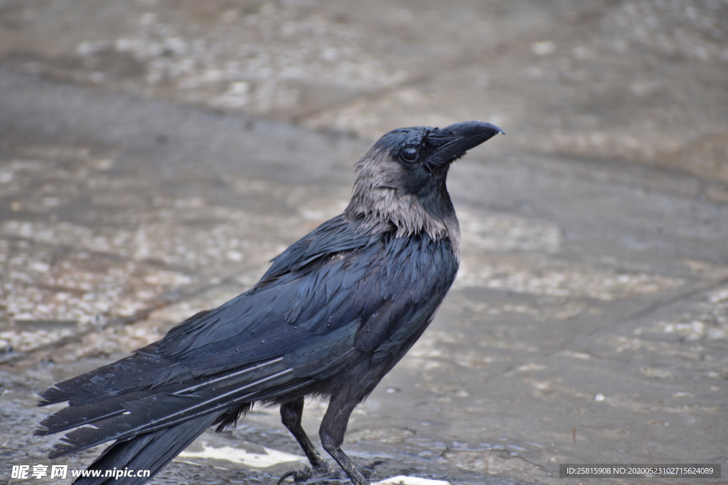 乌鸦空山鸟语图片