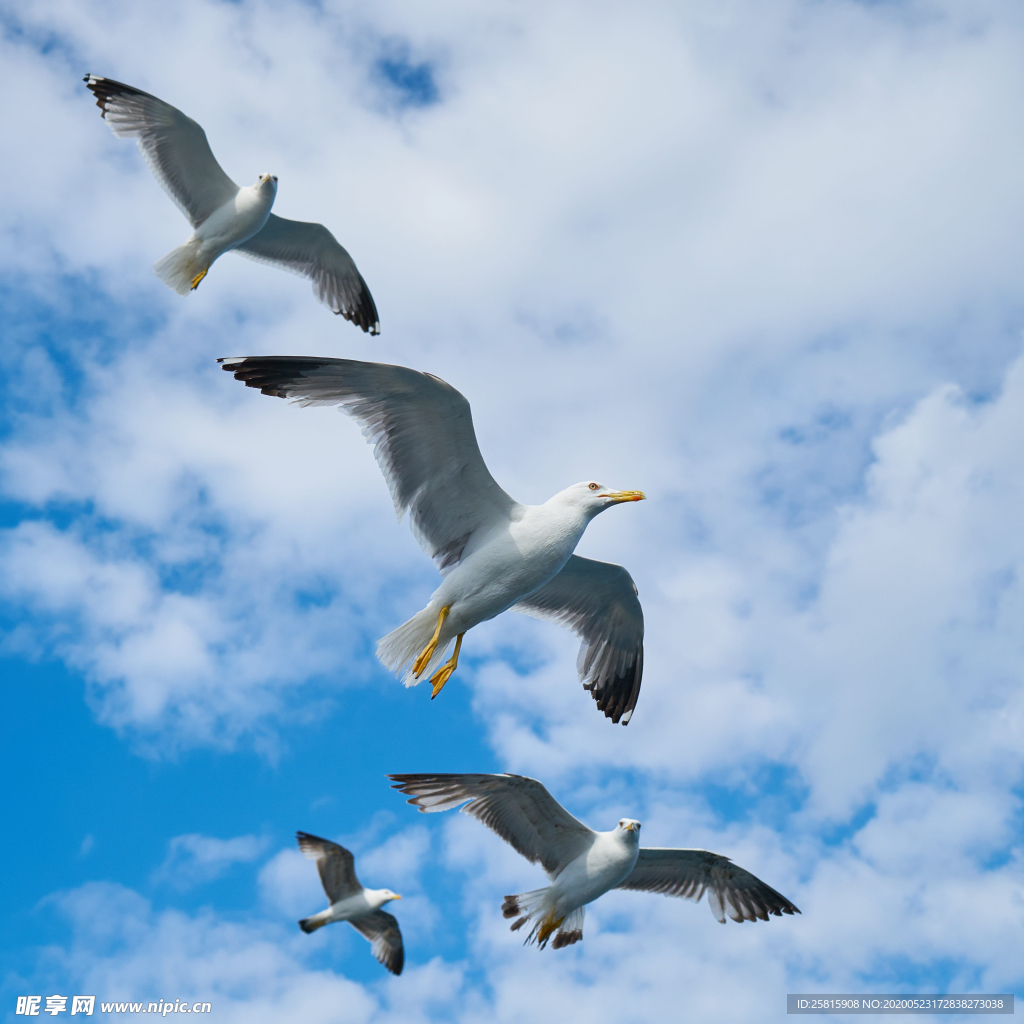 海鸥空山鸟语图片