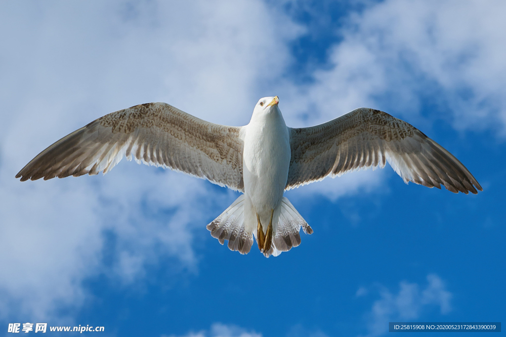 海鸥空山鸟语图片