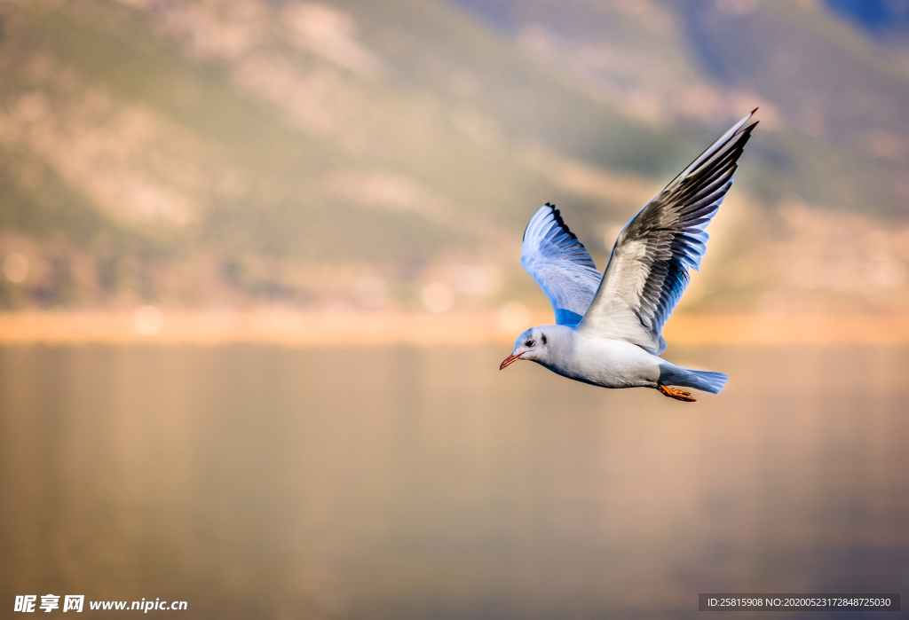 海鸥空山鸟语图片