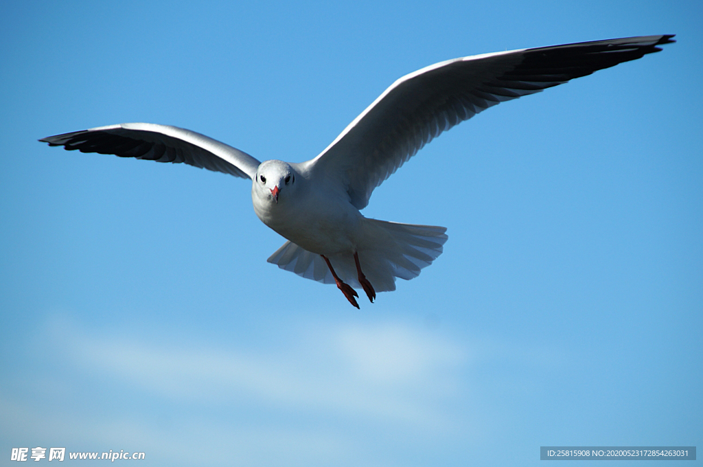 海鸥空山鸟语图片