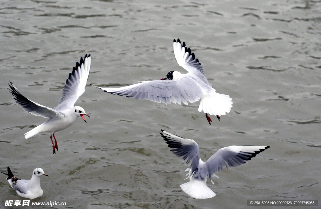 海鸥 海鸟 海上海鸥 空中海鸥