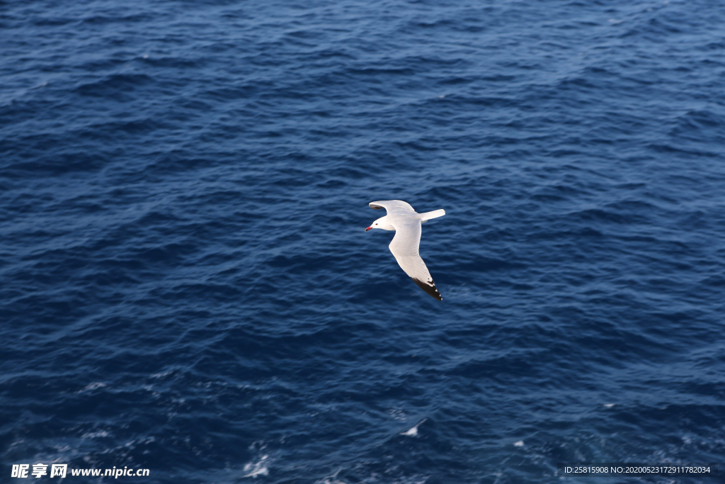 海鸥空山鸟语图片