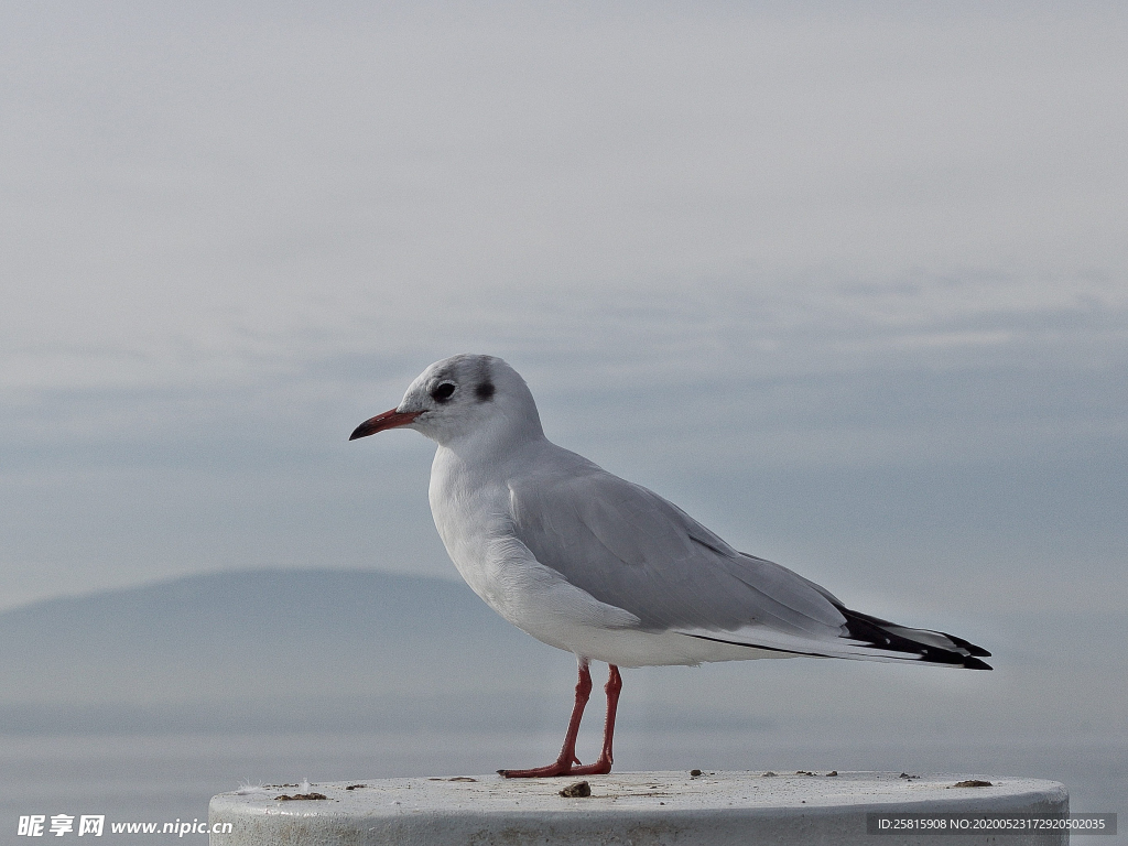海鸥空山鸟语图片