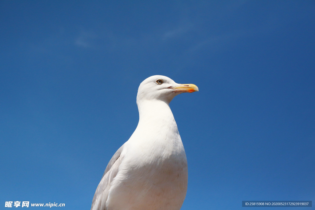 海鸥空山鸟语图片
