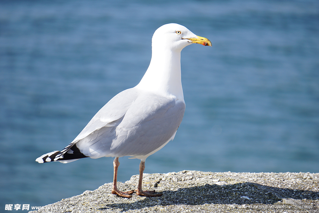 海鸥空山鸟语图片
