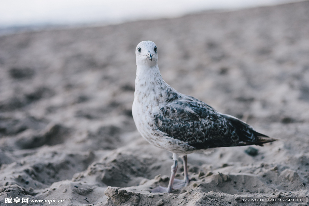 海鸥空山鸟语图片