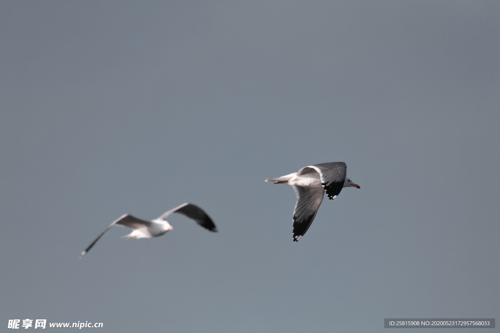 海鸥空山鸟语图片