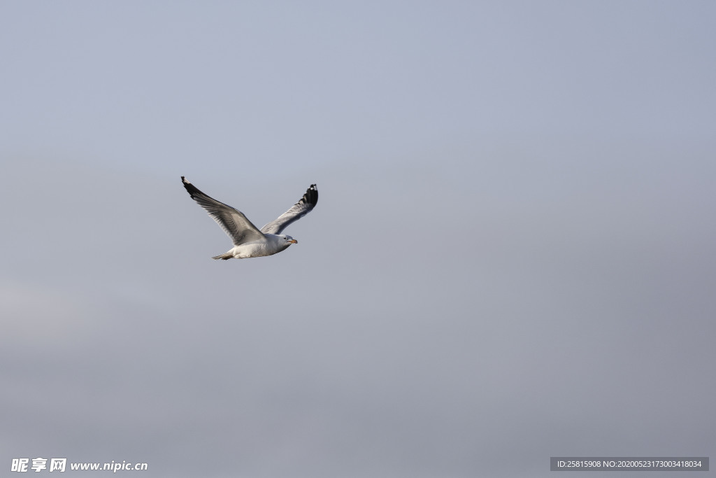 海鸥空山鸟语图片