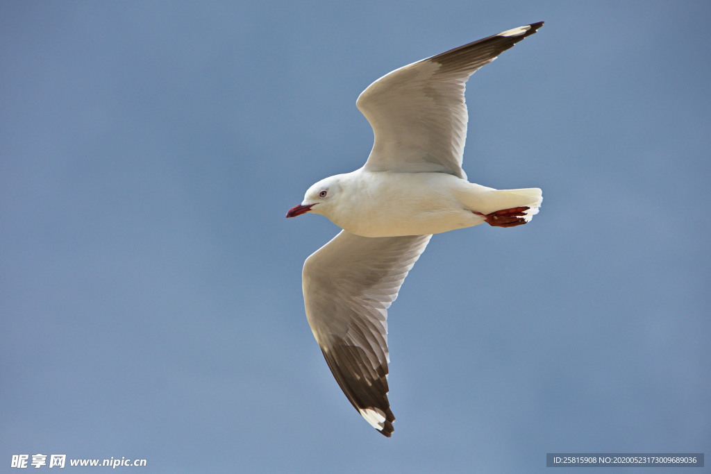 海鸥空山鸟语图片