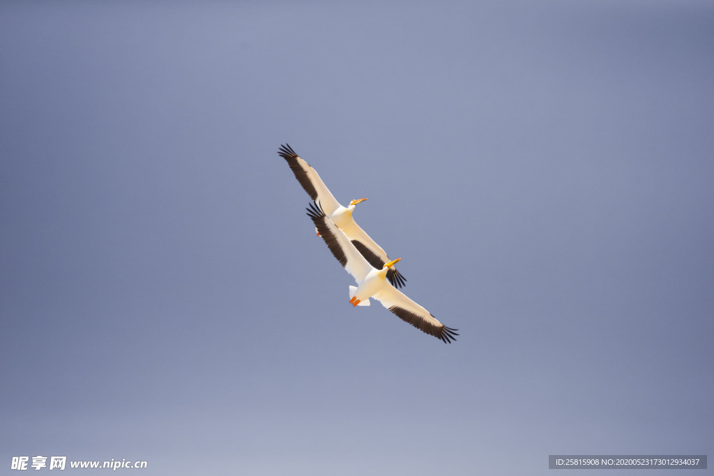 海鸥空山鸟语图片