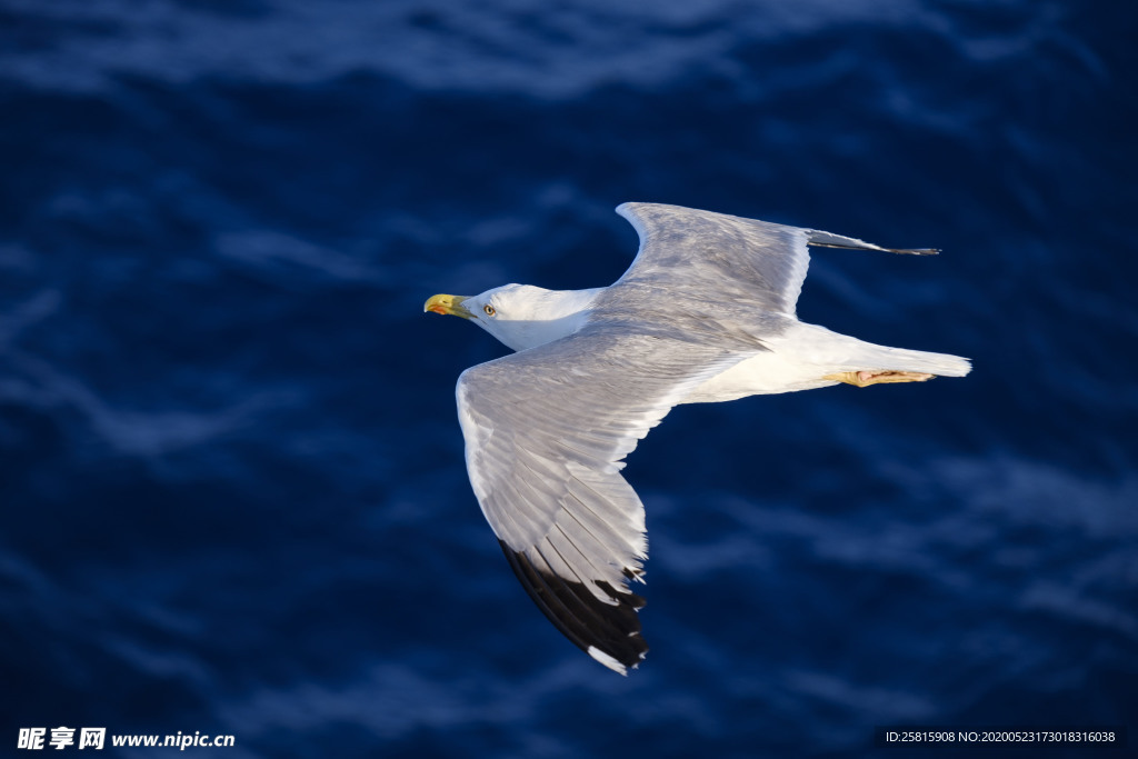 海鸥空山鸟语图片