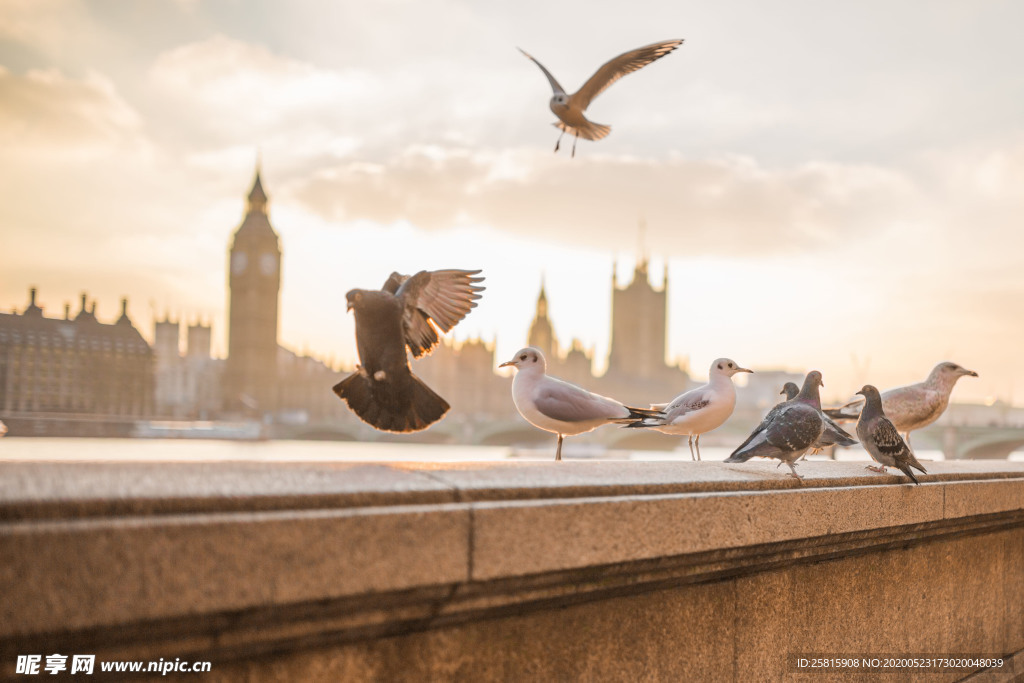 海鸥空山鸟语图片