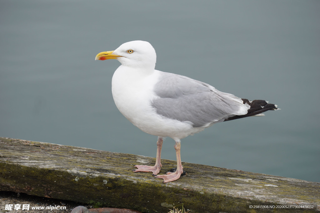 海鸥空山鸟语图片