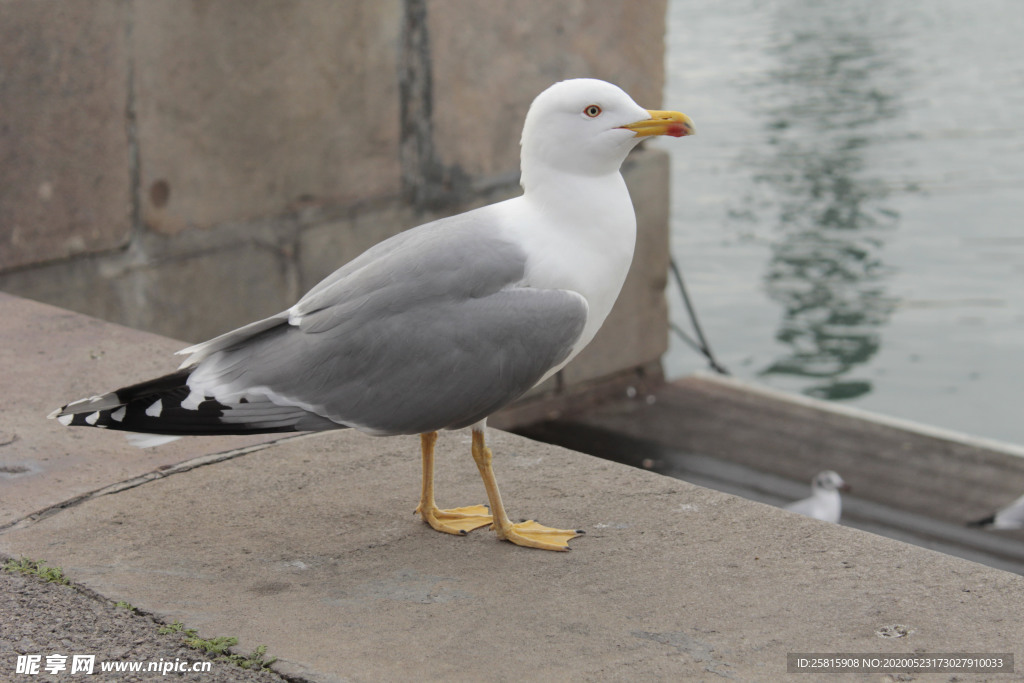 海鸥空山鸟语图片