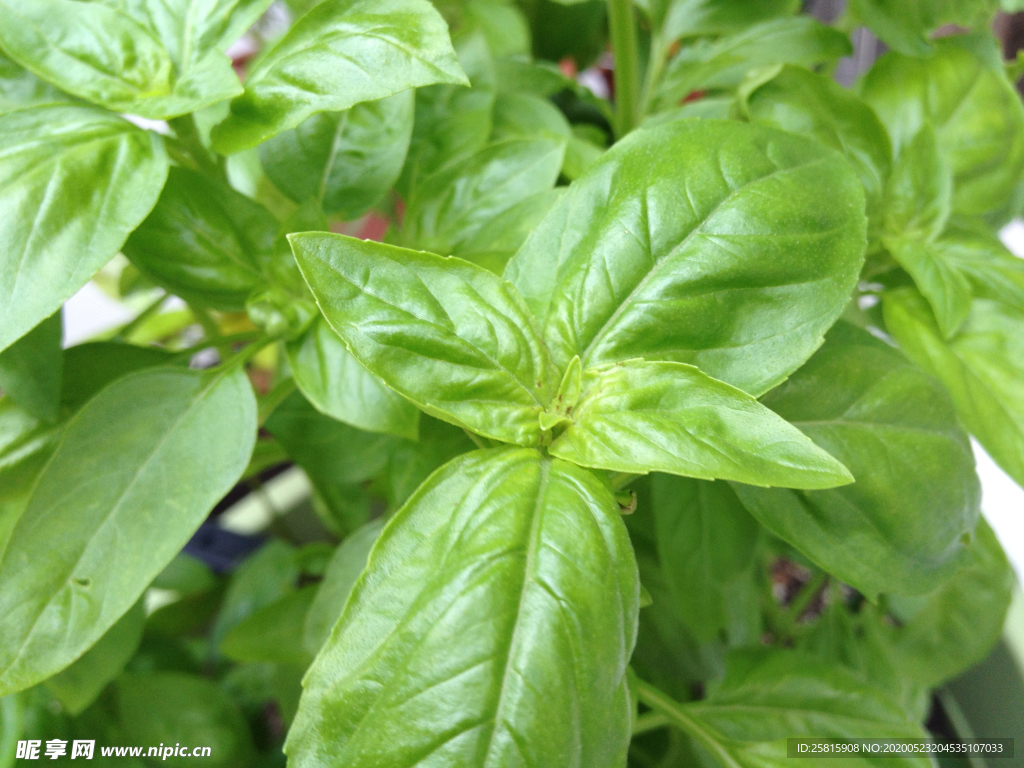罗勒绿叶图片